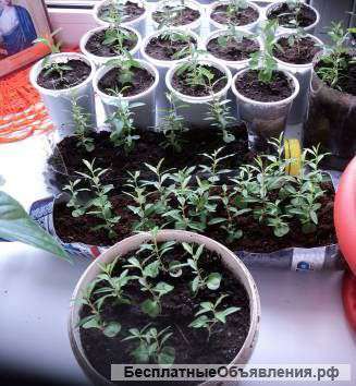 Саженцы гранат комнатный