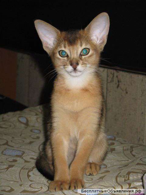 Котенка-абиссинца