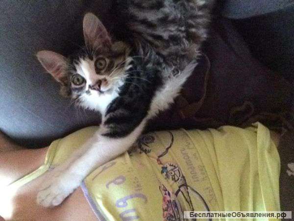Феля нуждается в новом дом