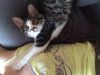 Феля нуждается в новом дом