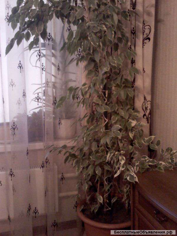 Монстера, Драцена