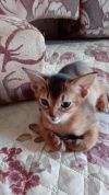 Котята абиссинской породы