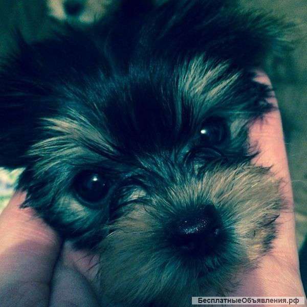 Йоркширский терьер мини