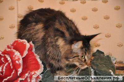 Титулованная кошка производитель Мейн-кун