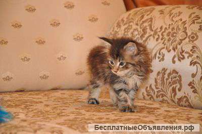 Высокопородная девочкам от чемпионов Порода: Мейн-кун