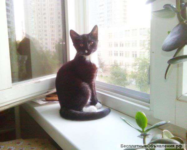 Черный котенок, девочка, 3 мес