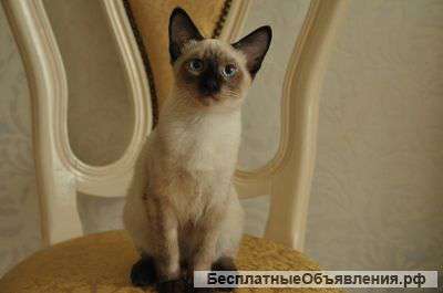 Чистопородный котик ищет новый дом