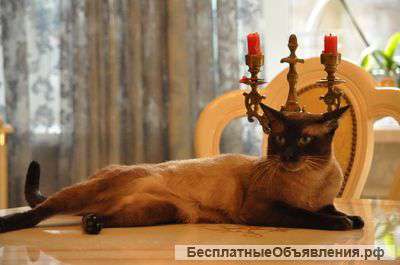 Шикарный сиам ищет новую семью