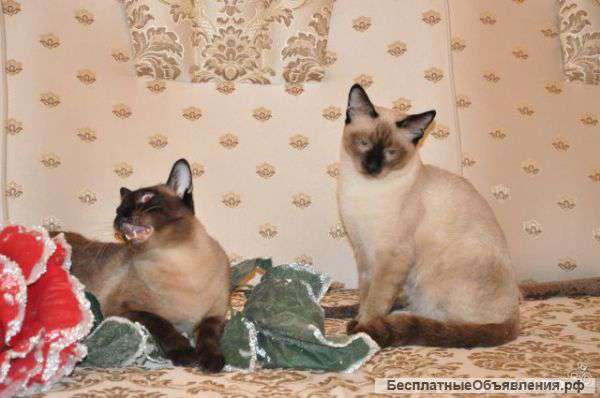 Чистопородные старосиамские животные