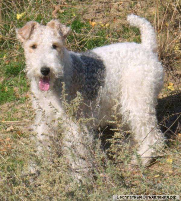 Пропала собака фокстерьер