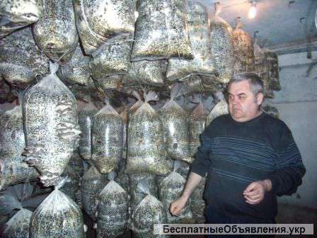 Выращивание грибов у себя дома на даче, на производстве