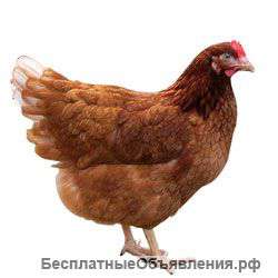 Курица на яйцо