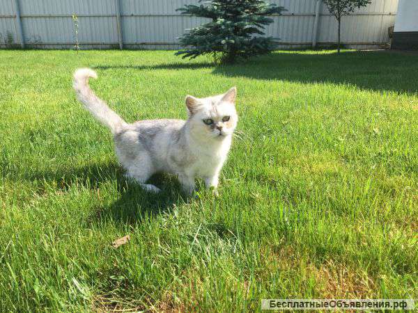 Отдам в добрые руки ласковую кошечку