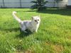 Отдам в добрые руки ласковую кошечку