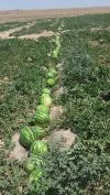 Aрбузы и дыни крупным oптoм, oчень дешевo