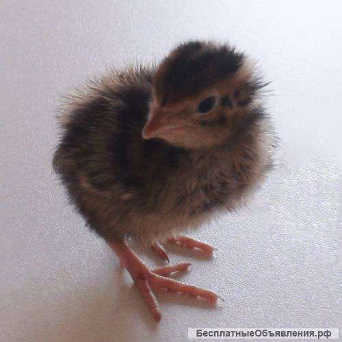 Перепелиные яйца