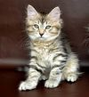 Сибирские котята из питомника "Starsiberia" Россия,г. Челябинск, продаются