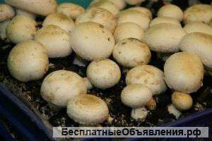Домашние грибы – корзинами