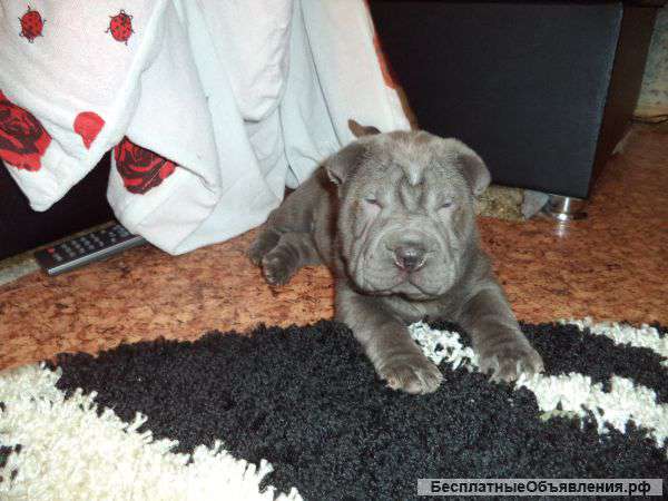 Продам мальчика шарпея