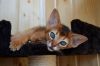 Абиссинский котенок