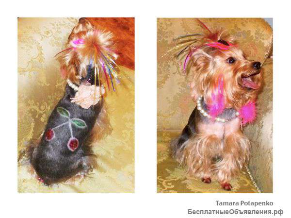 Услуга стрижка собак и кошек