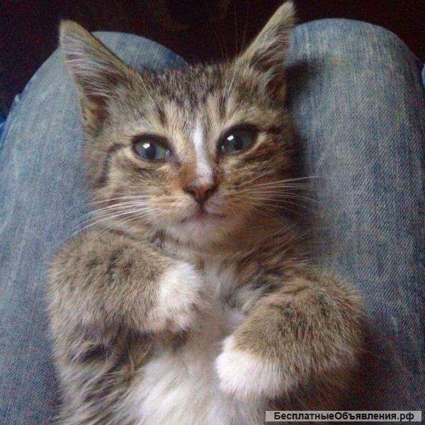 Котенок ждет своих мампап