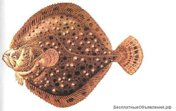 Черноморская рыба