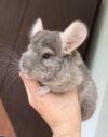 Шиншилла + клетка + все остальное