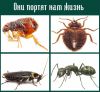 Услуги профессионального дезинфектора населению