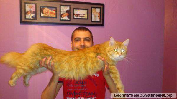 Котята Мейн-куны