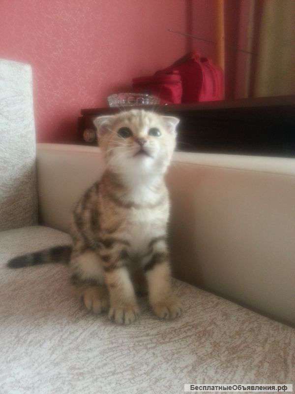 Шотландского вислоухого котенка