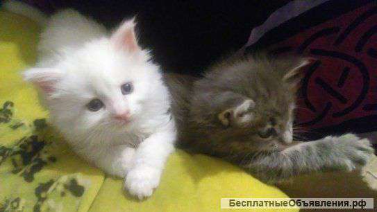 2 великолепные котята мейн-кунов