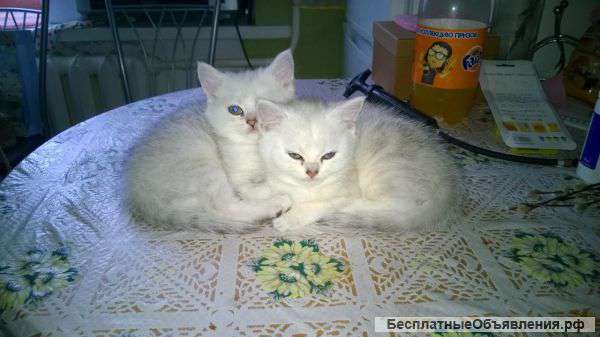 Котята