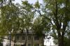 Удаление аварийных и опасных деревьев Москва и М/О