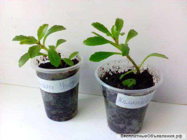 Каланхое мангина венди