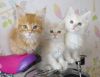 Котята Мейн-Кун