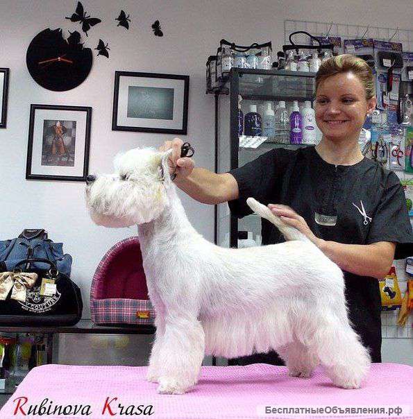 Продается готовый бизнес Груминг-Салон