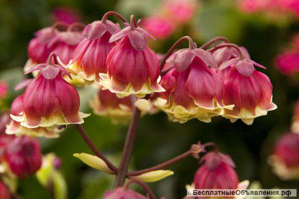 Экзотика и другие растения