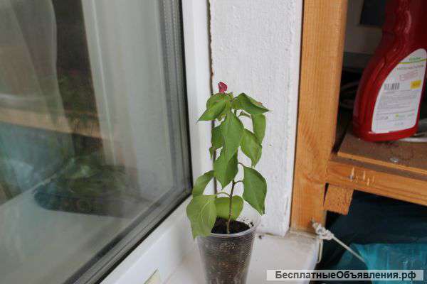 Бугенвилия розовая, роза комнатная, табернемонтана