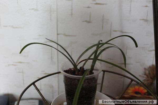 Зефирантес розовый, табернемонтана