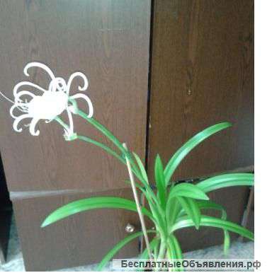 Гименокаллис (Hymenocallis) белый