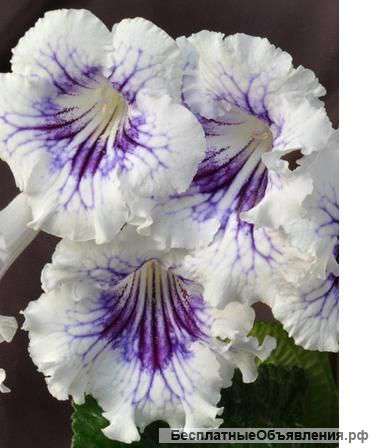 Стрептокарпус Солнцеворот