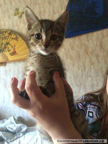 Котята