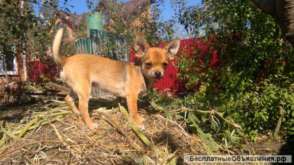 Чихуахуа девочка рыжая, гладкошерстная. мини.