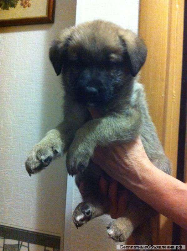 Отдадим щеночка метиса в добры руки