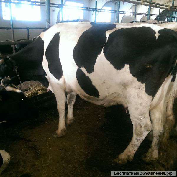 Крупно рогатый скот оптом