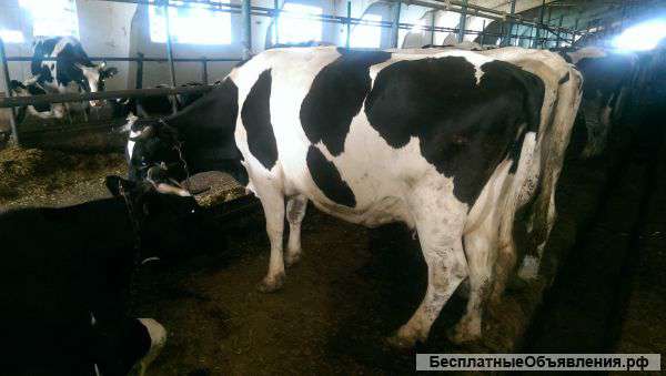 Телки черно-пестрой породы племенные