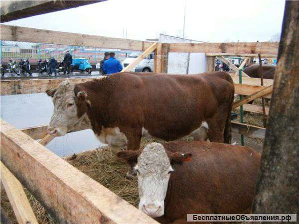 Быков мясных пород