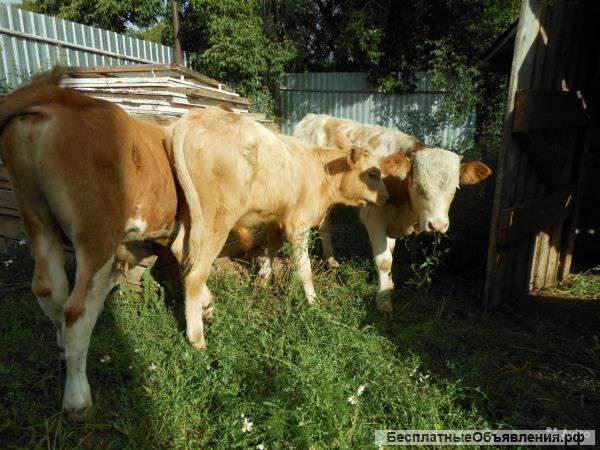 Бычки симментальской породы