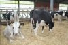 Племенной скот Голштинской породы молочного направления (экспортные нетели) из Дании ( Европы)